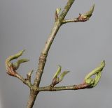 Viburnum plicatum. Средняя часть веточки с раскрывающимися почками. Германия, г. Кемпен, в прогулочной зоне. 22.03.2013.