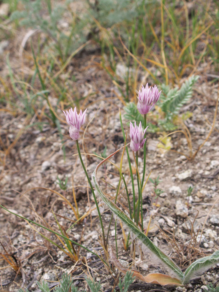 Image of Allium anisotepalum specimen.