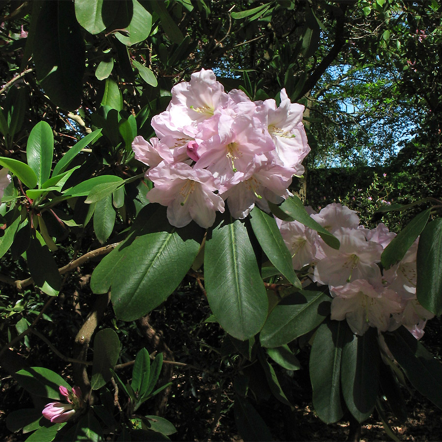 Изображение особи Rhododendron fortunei.