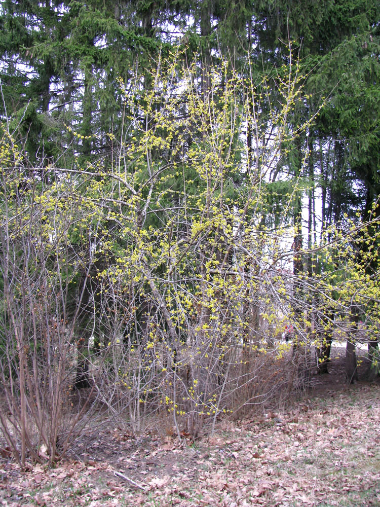 Изображение особи Cornus mas.