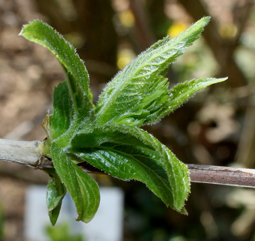 Изображение особи Weigela middendorffiana.