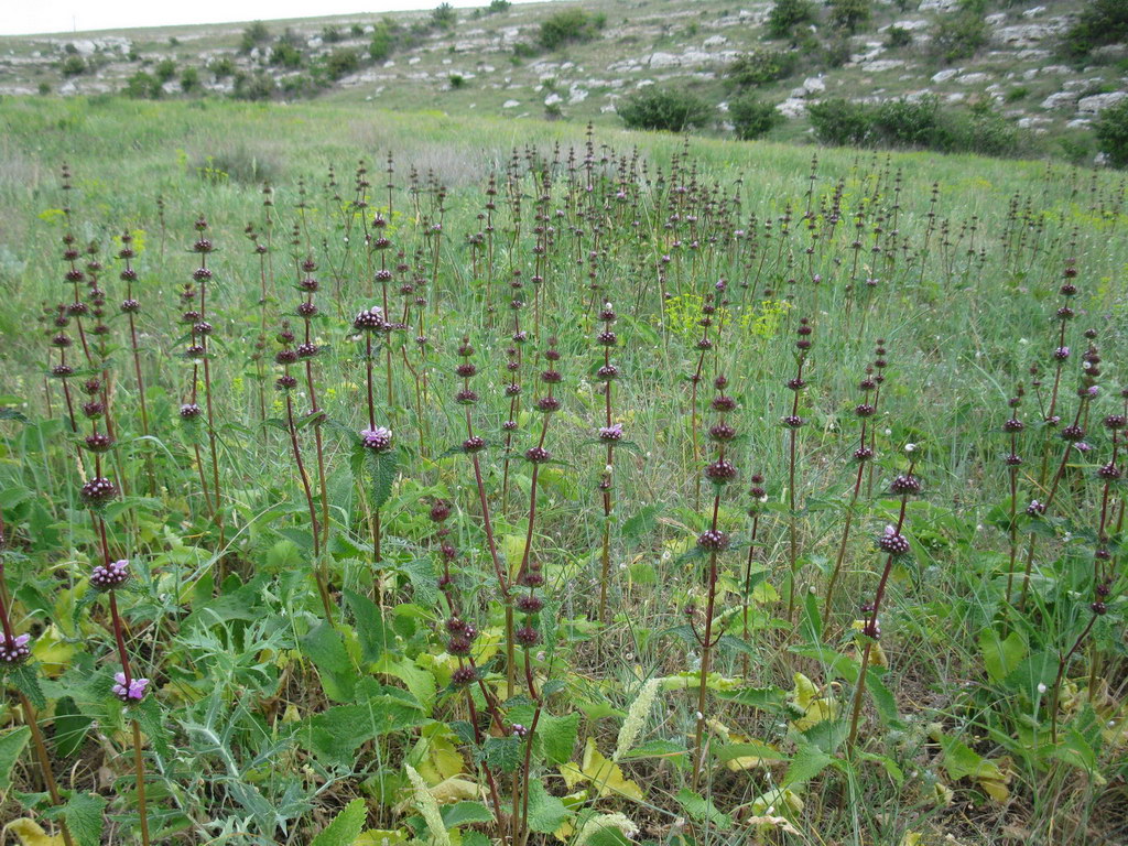 Image of Phlomoides tuberosa specimen.