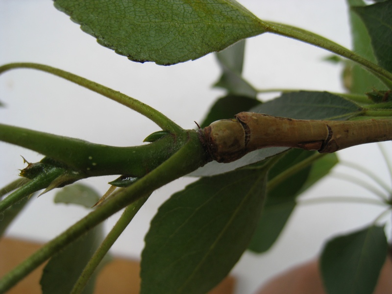 Image of Populus balsamifera specimen.