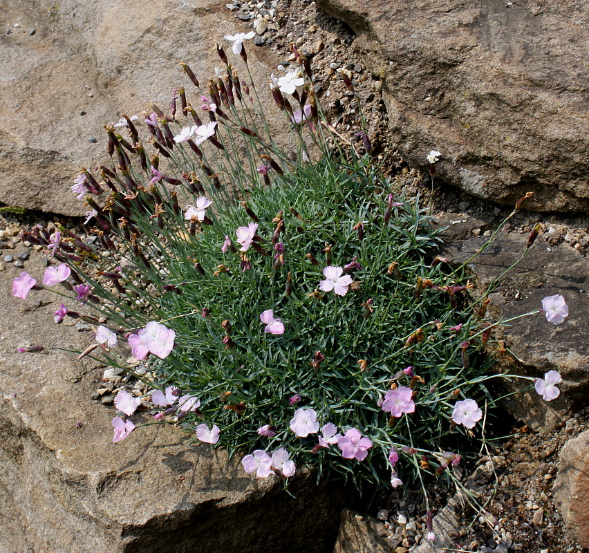 Изображение особи Dianthus subacaulis.