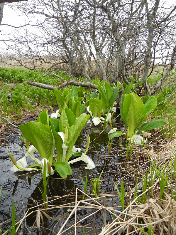 Image of Lysichiton camtschatcensis specimen.