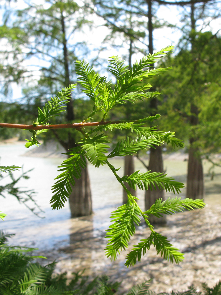 Image of Taxodium distichum specimen.