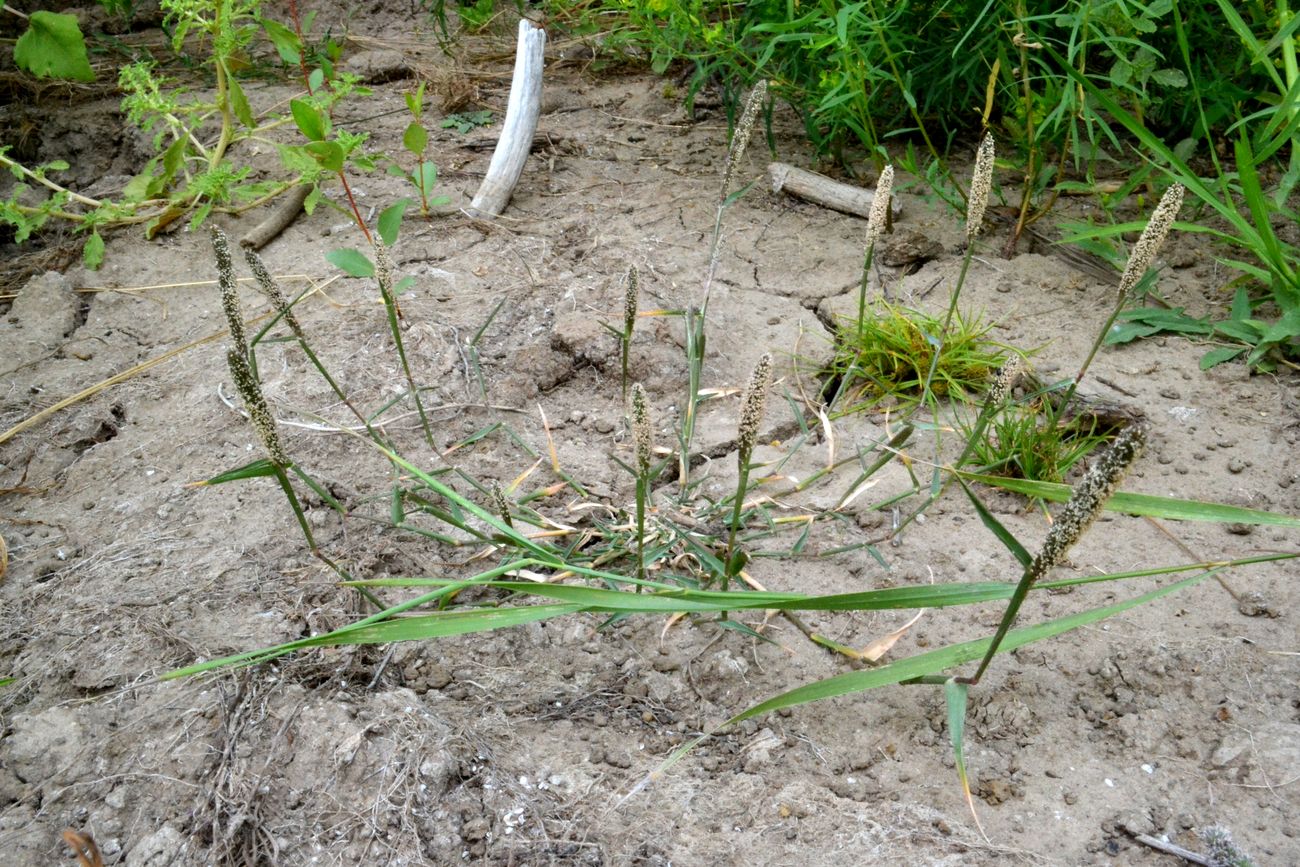 Image of Crypsis alopecuroides specimen.