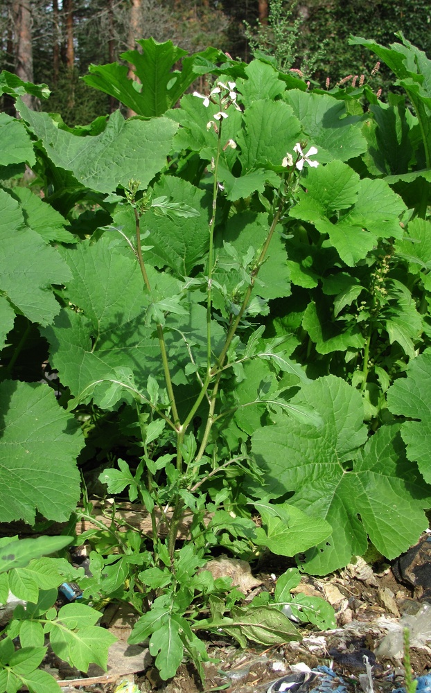 Image of Eruca sativa specimen.