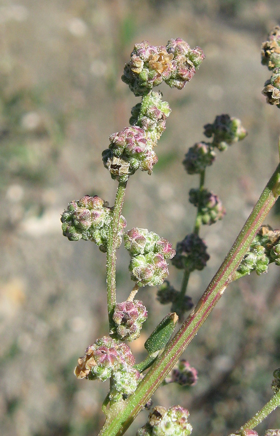 Изображение особи Chenopodium album.