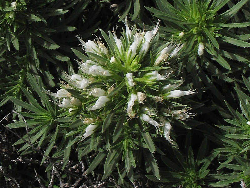 Изображение особи Echium aculeatum.