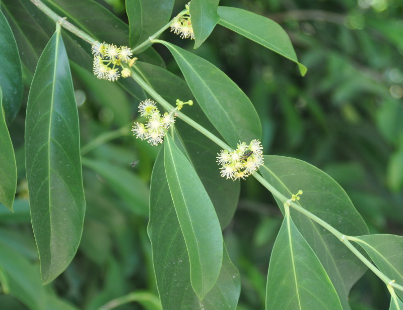 Image of Suregada multiflora specimen.