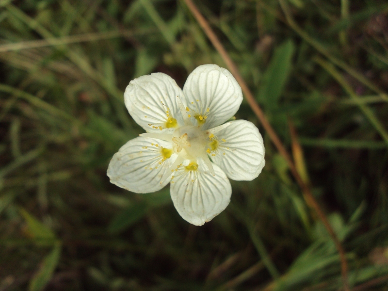 Изображение особи Parnassia palustris.