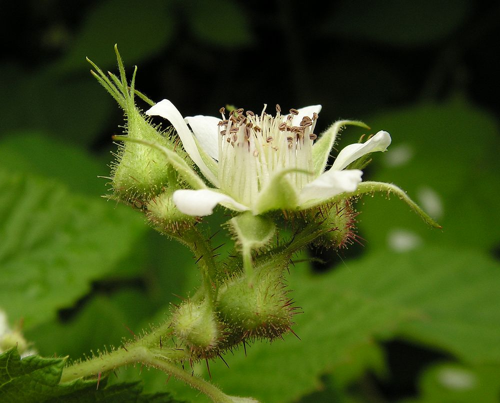 Image of Rubus matsumuranus specimen.