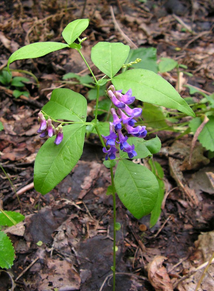 Изображение особи Vicia unijuga.