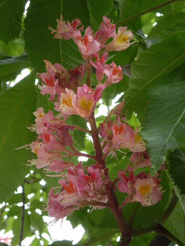 Изображение особи Aesculus &times; carnea.