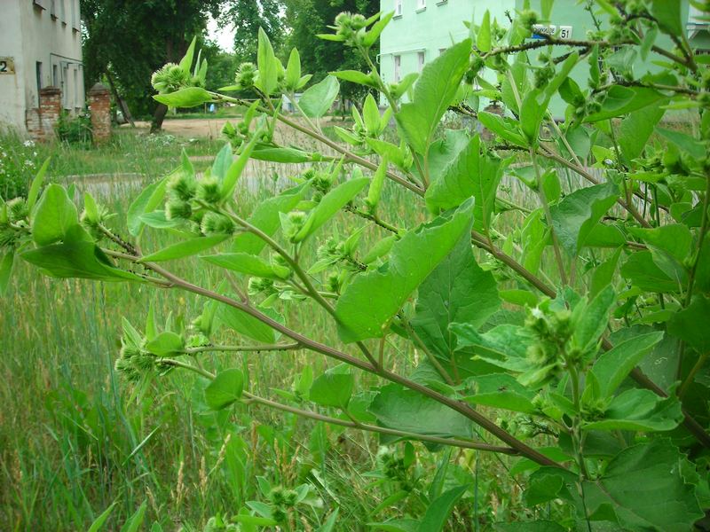 Image of Arctium minus specimen.