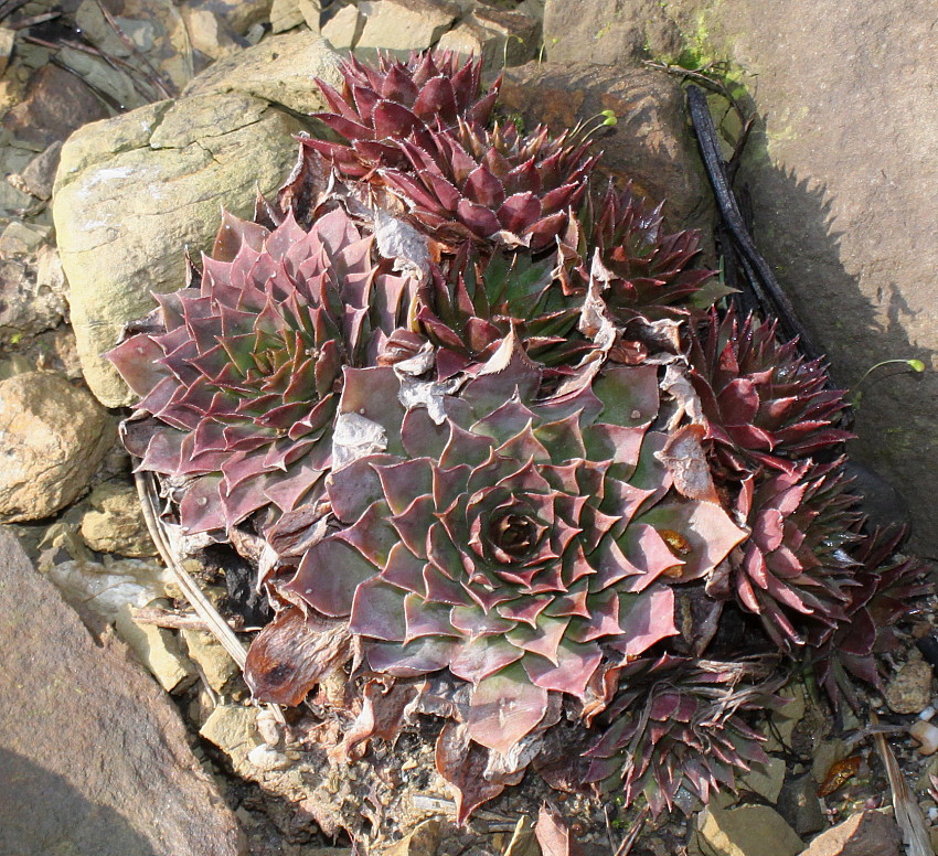 Image of genus Sempervivum specimen.