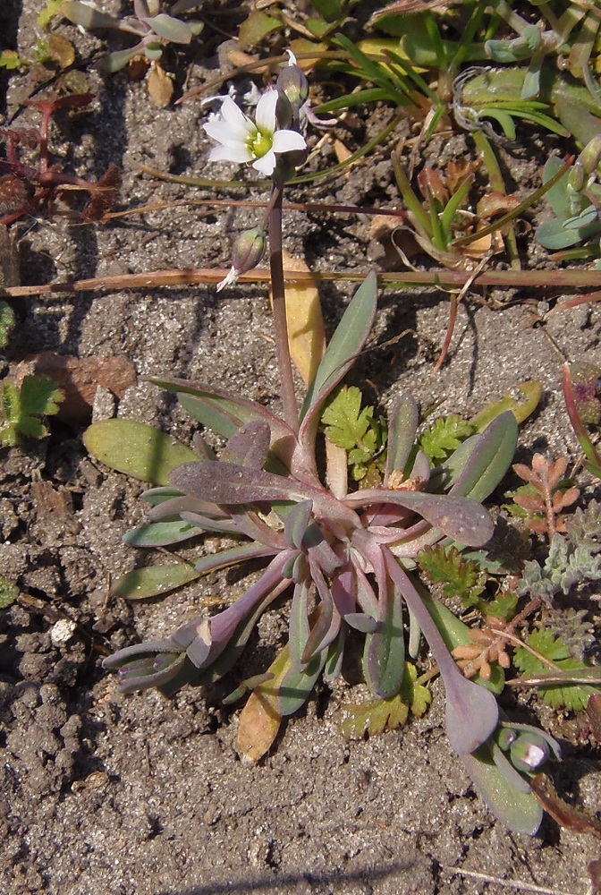 Image of Holosteum umbellatum specimen.