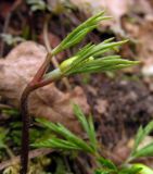 Anemone nemorosa. Верхушка растения с бутоном. Беларусь, г. Гродно, лесомассив Пышки. 22.03.2014.