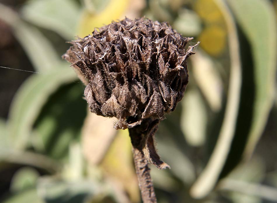 Изображение особи Phlomis fruticosa.