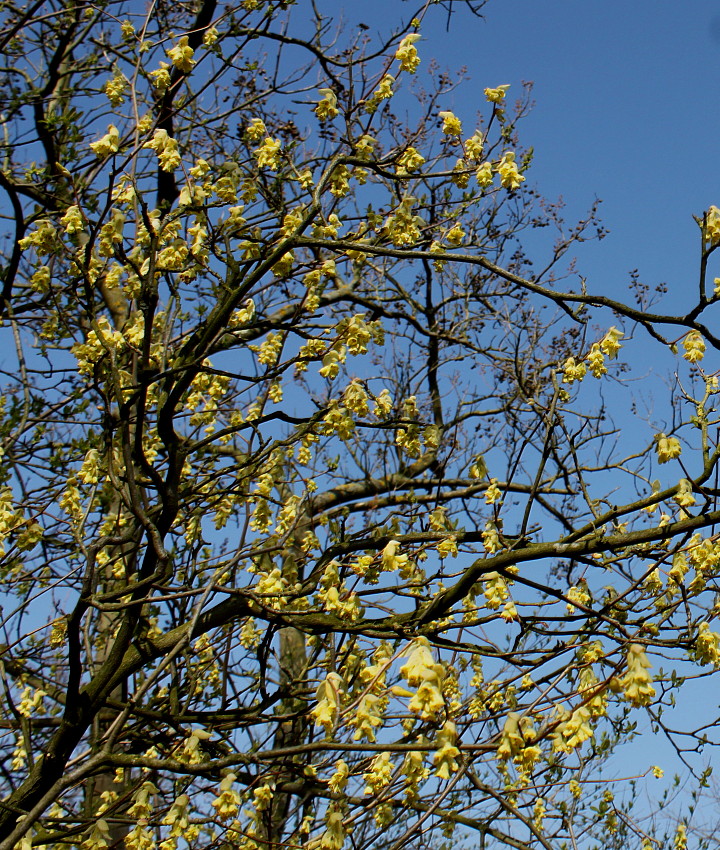 Image of Corylopsis veitchiana specimen.