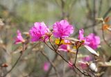 Rhododendron sichotense. Верхушка ветви с цветками. Приморский край, Кавалеровский р-н. 02.05.2014.