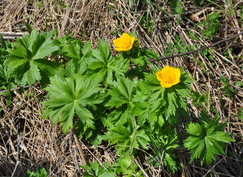 Image of Trollius ranunculinus specimen.