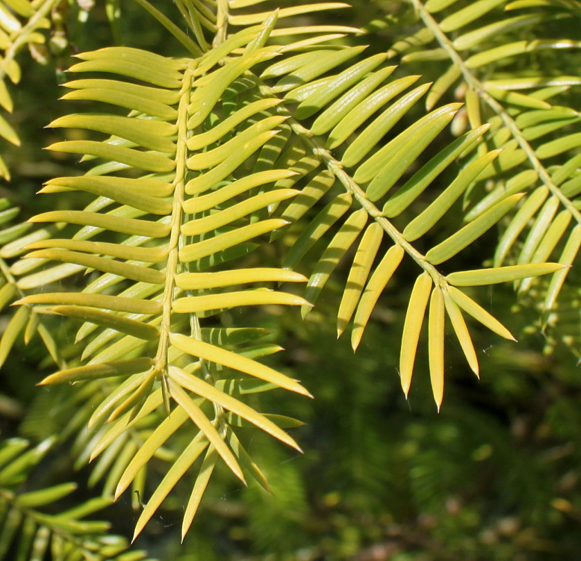 Image of Torreya nucifera specimen.