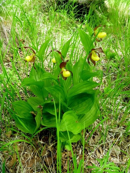 Image of Cypripedium calceolus specimen.