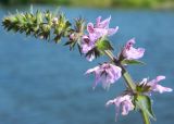 Stachys palustris