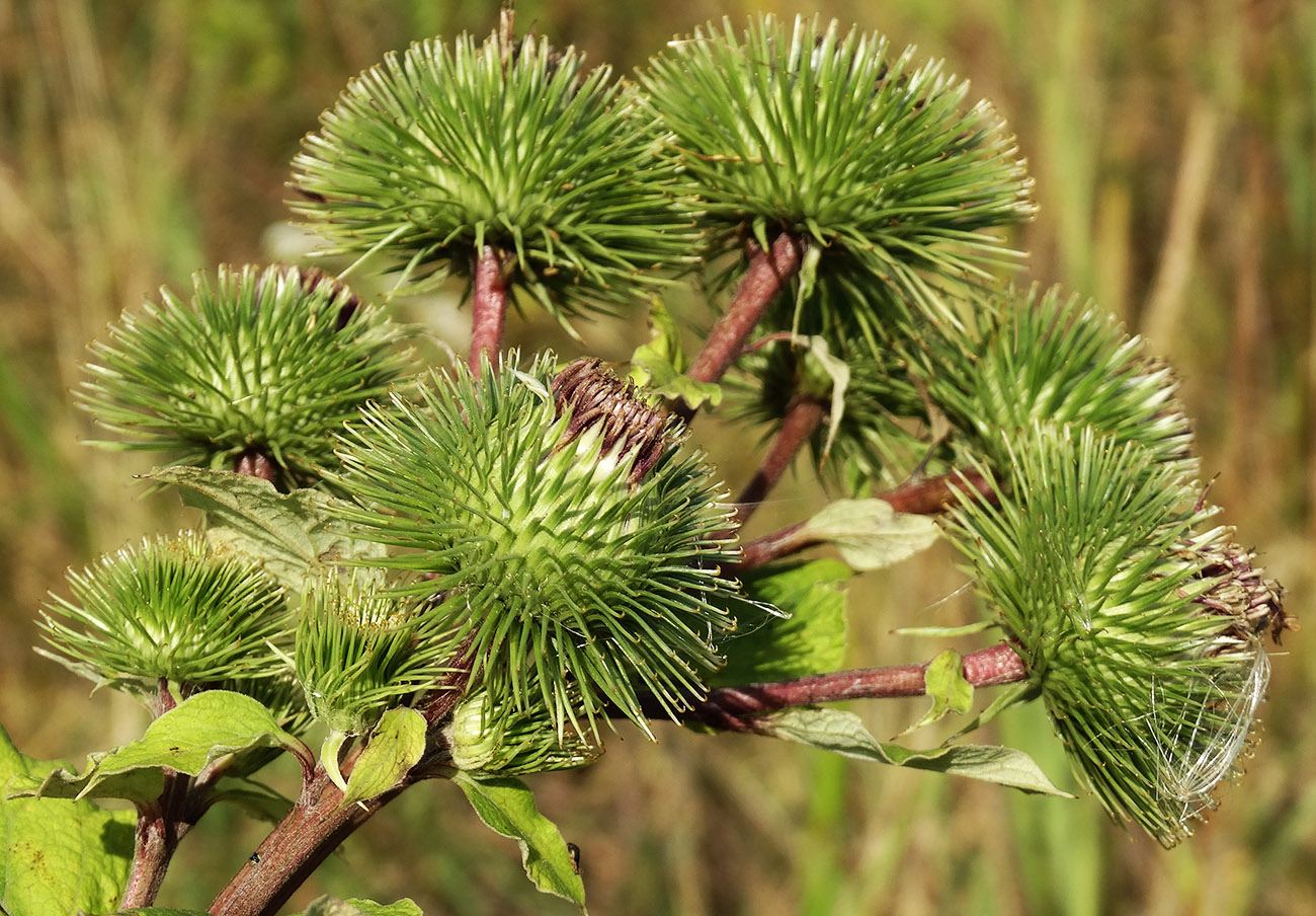 Image of Arctium lappa specimen.