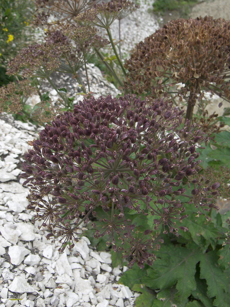 Image of genus Heracleum specimen.