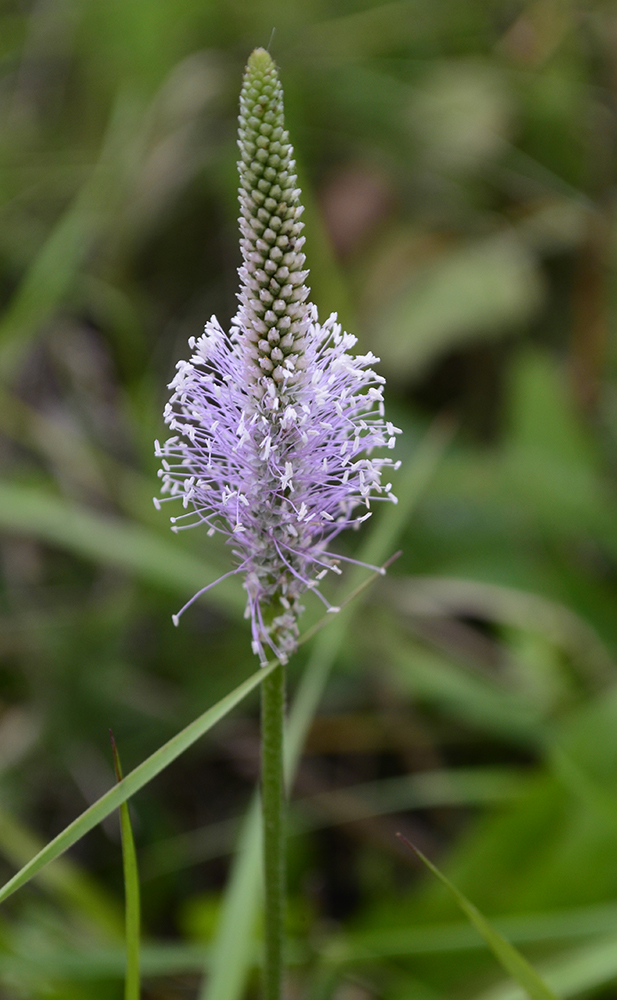 Изображение особи Plantago media.