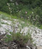 genus Asperula