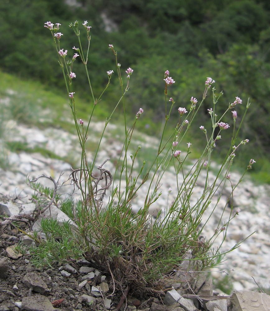 Image of genus Asperula specimen.