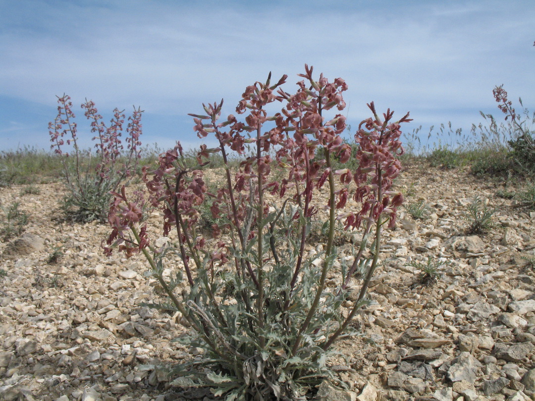 Image of Matthiola tatarica specimen.