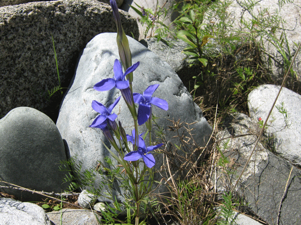 Изображение особи Gentianopsis barbata.