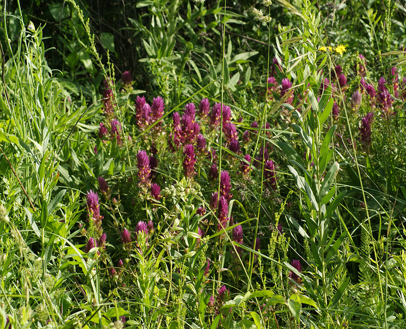 Image of Melampyrum arvense specimen.