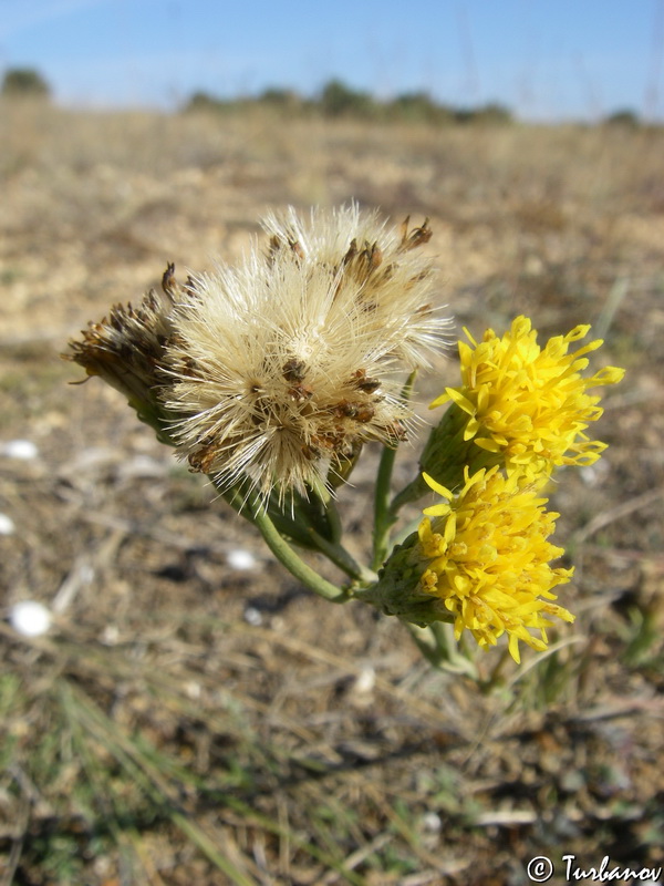 Image of Galatella linosyris specimen.