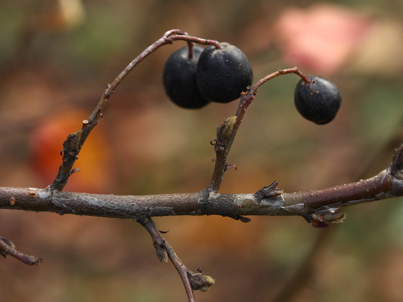 Изображение особи Cotoneaster lucidus.