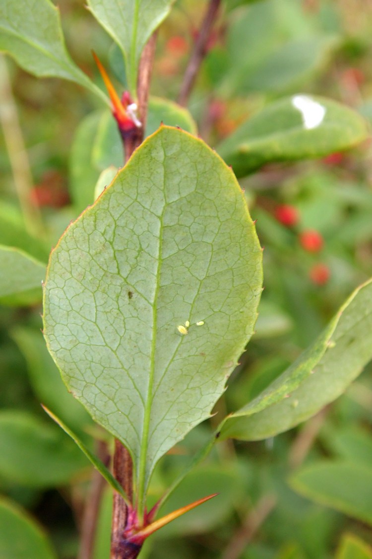 Image of Berberis vulgaris specimen.