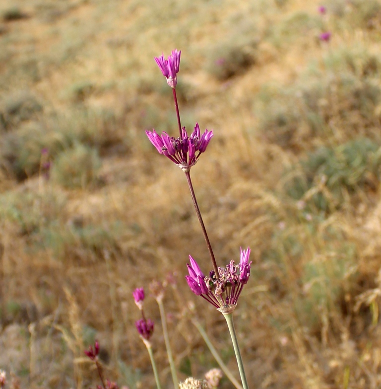 Image of Allium regelii specimen.