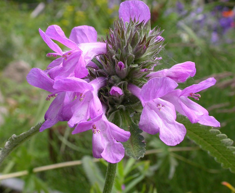 Image of genus Stachys specimen.