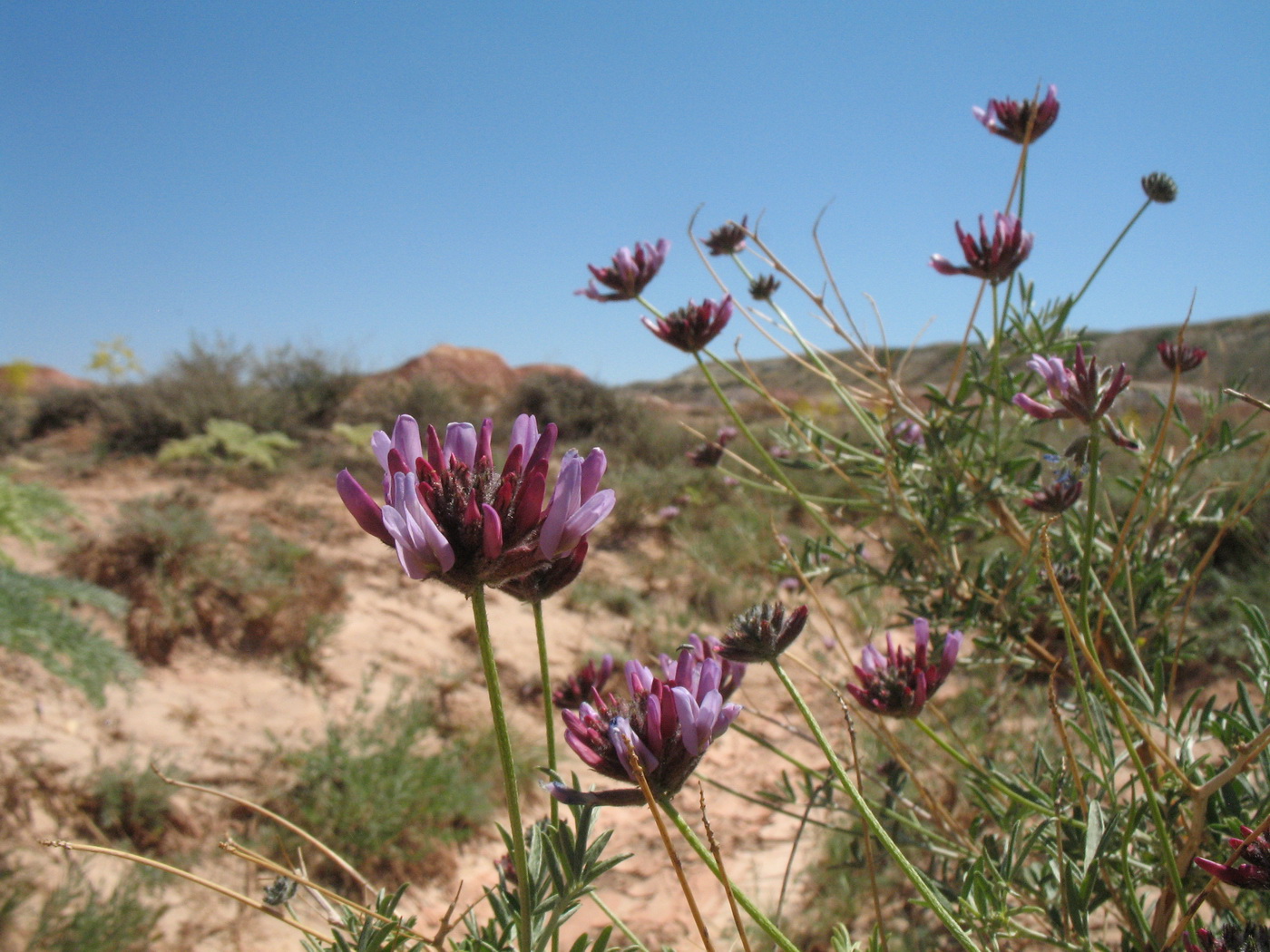 Image of Astragalus arbuscula specimen.