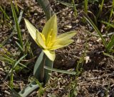 Tulipa dasystemon. Цветущее растение. Кыргызстан, верховья р. Сусамыр. 30 апреля 2015 г.