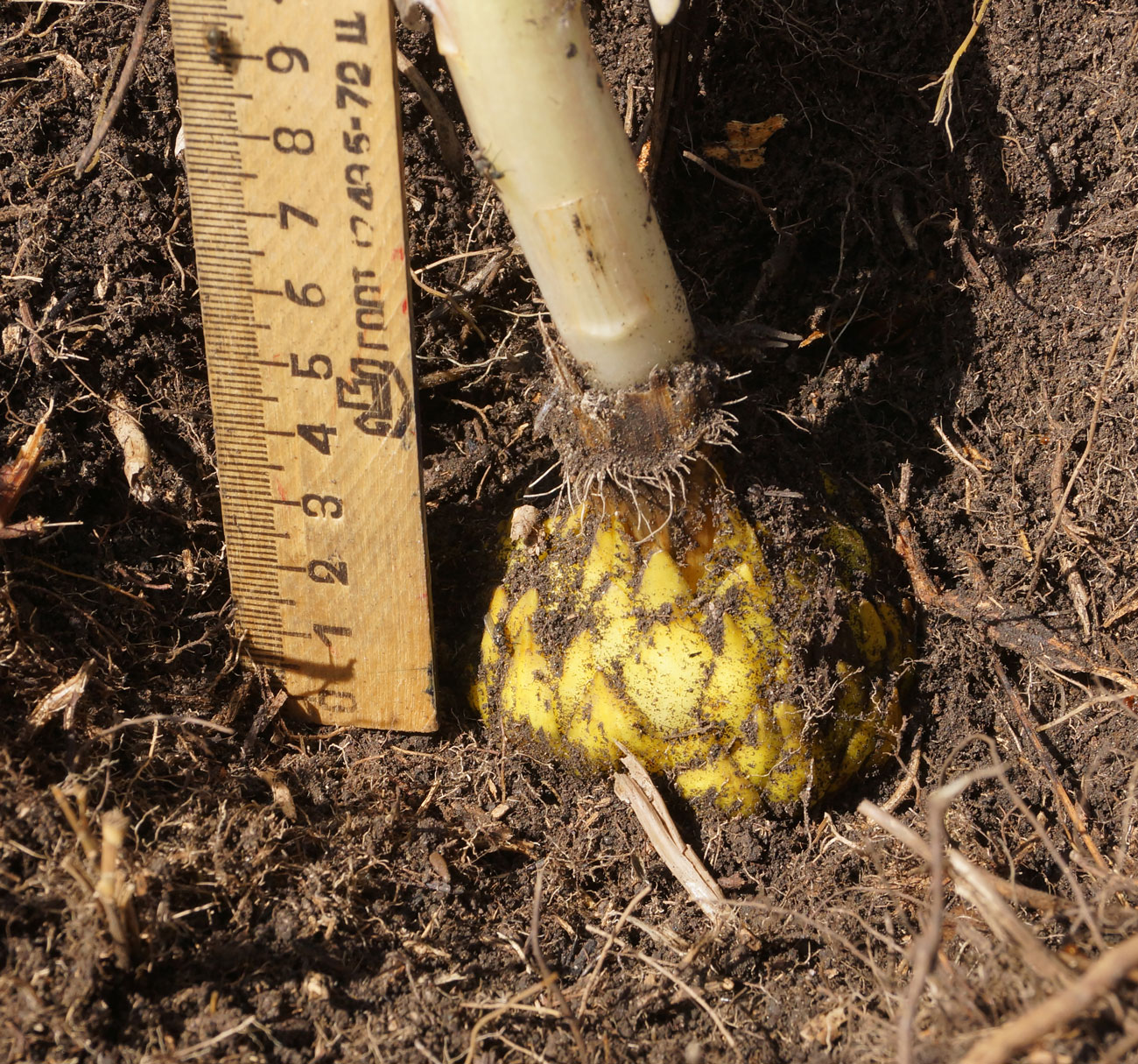 Image of Lilium pilosiusculum specimen.