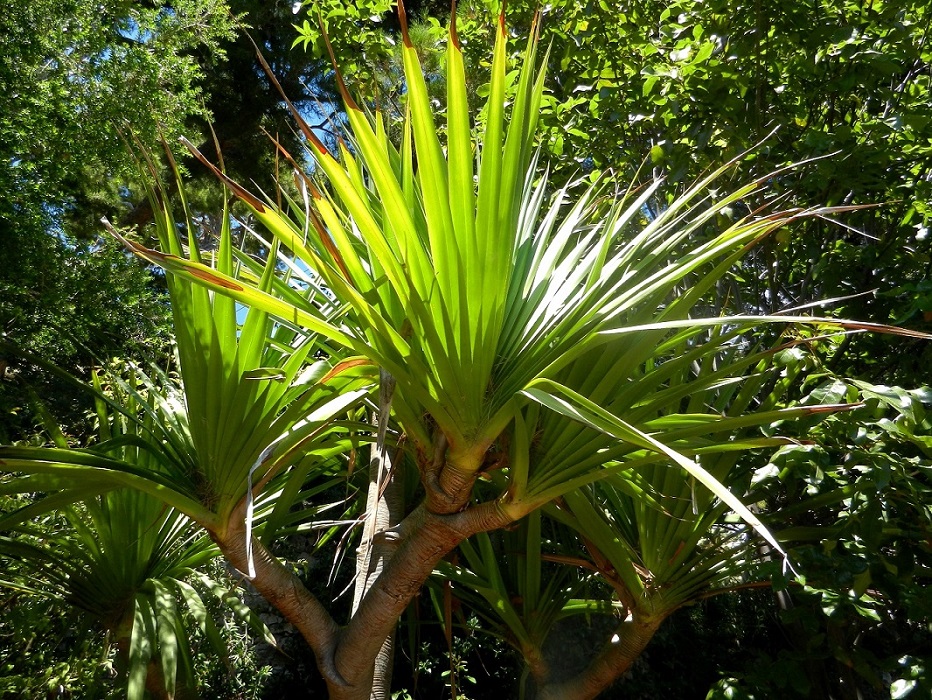 Image of Pandanus utilis specimen.