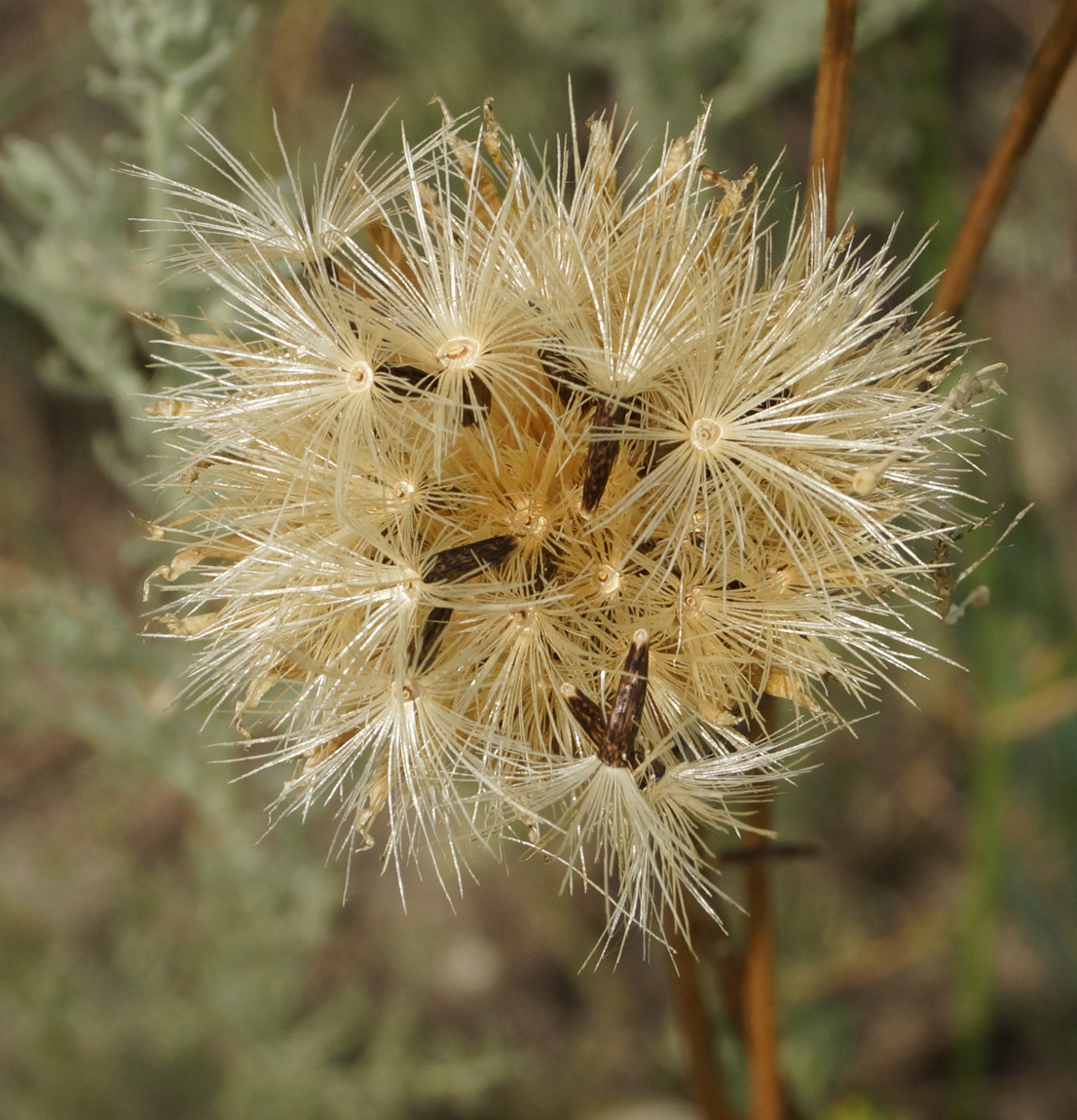 Image of Klasea marginata specimen.