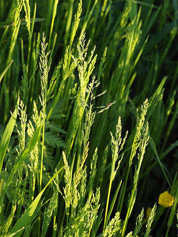 Image of genus Poa specimen.