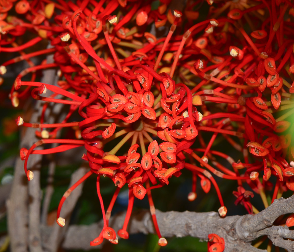 Image of Stenocarpus sinuatus specimen.